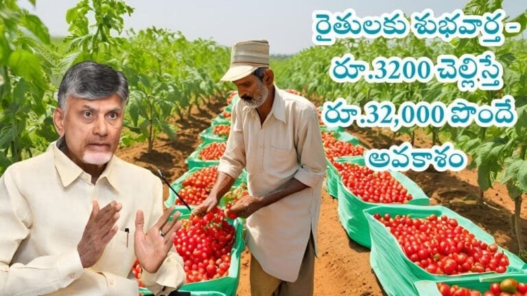 AP Govt Provide Insurance Facility For Tomato Crop